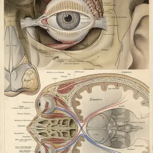 Medical illustration, structure of the human eye