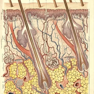 Medical illustration, structure of human skin