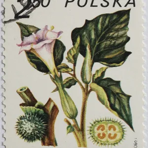 Medicinal plant as stamp motif Medicinal plant as stamp motif