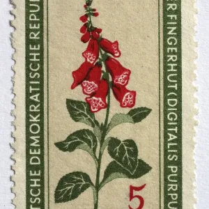 Medicinal plant as stamp motif Medicinal plant as stamp motif