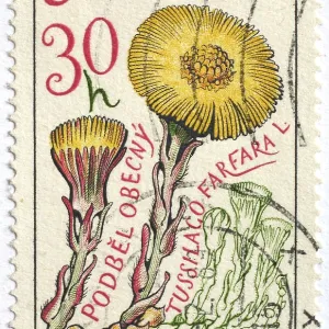 Medicinal plant as stamp motif Medicinal plant as stamp motif