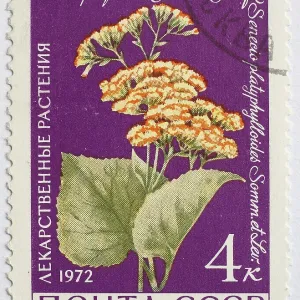 Medicinal plant as stamp motif Medicinal plant as stamp motif
