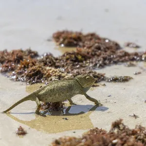 The Mediterranean chameleon, chameleo chameleon The Mediterranean chameleon, chameleo chameleon