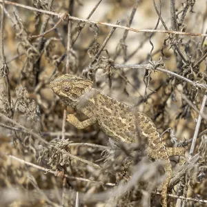 The Mediterranean chameleon, chameleo chameleon The Mediterranean chameleon, chameleo chameleon