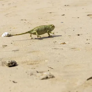Mediterranean Chameleon Print, Rota Beach, Spain