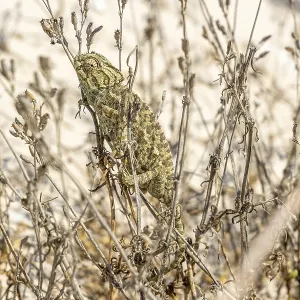 Mediterranean Chameleon Print, Rota Beach, Spain