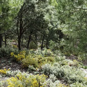 Mediterranean pine, conifer, hiking trail