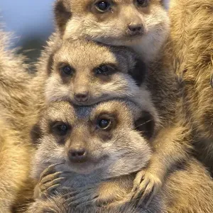 Meerkat (Suricata suricatta) Meerkat (Suricata suricatta)