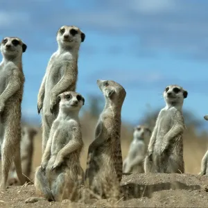 Meerkat (Suricata suricatta), Kalahari, Namibia Meerkat (Suricata suricatta), Kalahari, Namibia