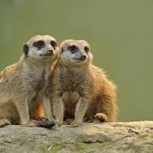 Meerkats (Suricata suricatta), juveniles Meerkats (Suricata suricatta), juveniles