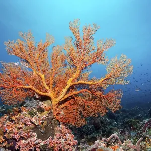 Melithaea gorgonian (Melithea) with closed polyps