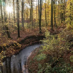 Melle, Lower Saxony, Germany, autumn forest with sun rays through the trees Melle, Lower Saxony, Germany, autumn forest with sun rays through the trees