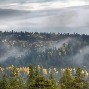 Mellow autumn. Midst of autumn in Boreal coniferous forests (taiga) with admixture of birch and aspen Mellow autumn. Midst of autumn in Boreal coniferous forests (taiga) with admixture of birch and aspen