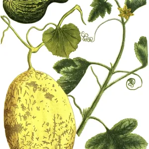 19th Century Melon Print, Cucumis Melo 19th Century Melon Print, Cucumis Melo