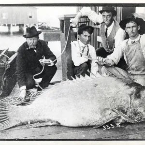 Four men kneel in front of a giant grouper (Epinephelus itajara)