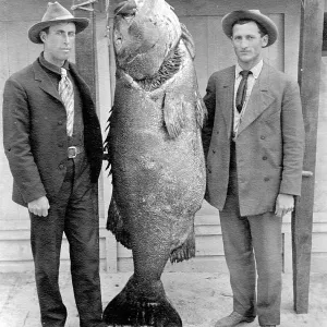 Two men with Pacific giant perch (Stereolepis gigas)