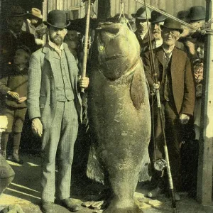 Two men with Pacific giant perch (Stereolepis gigas)