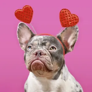 Merle French Bulldog dog wearing Valentine's Day headband with hearts on pink background Merle French Bulldog dog