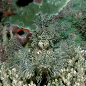 Merlet's Scorpionfish (Pisces) (Rhinopias aphanes)