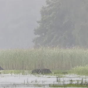 A few metres in front of reaching the reed belt