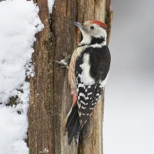Middle spotted woodpecker (Leiopicus medius) at winter feeding in the snow