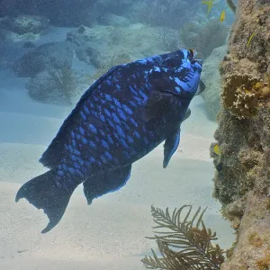 Midnight parrotfish (Scarus coelestinus) Midnight parrotfish (Scarus coelestinus)