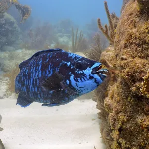 Midnight parrotfish (Scarus coelestinus)