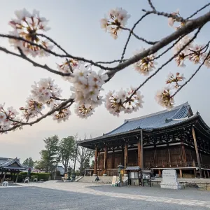Mie-do, Buddhist Temple and Cherry Blossom Mie-do, Buddhist Temple and Cherry Blossom