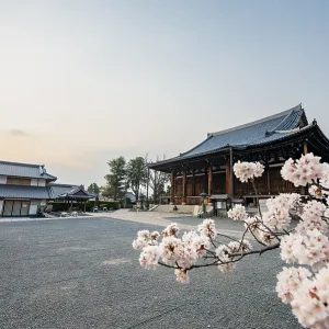Mie-do and Kaian, Buddhist Temple and Cherry Blossom Mie-do and Kaian, Buddhist Temple and Cherry Blossom