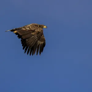 A mighty eagle soars quietly in the blue sky A mighty eagle soars quietly in the blue sky