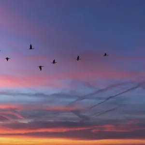 Migrating cranes (wildebeest) in the red evening sky over the Baltic Sea