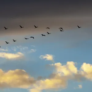 Migratory cranes in Rehdener Geestmoor Migratory cranes in Rehdener Geestmoor