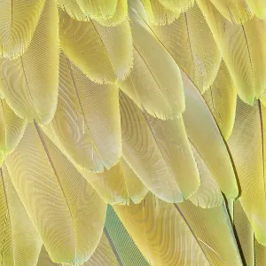 Military macaw (Ara militaris) feathers