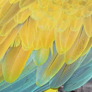 Military macaw (Ara militaris) feathers
