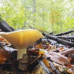 Milk-white brittlegill (Russula Delica) in autumnal beech forest Milk-white brittlegill (Russula Delica) in autumnal beech forest