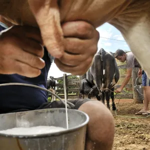 Milking Cows by Hand, Traditional Dairy Farming Print Milking Cows by Hand, Traditional Dairy Farming Print
