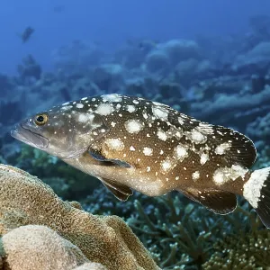 Milky Ray Grouper Print, Great Barrier Reef, Australia