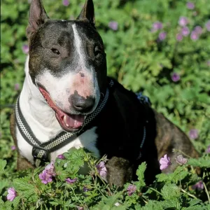 Mini Bull Terrier, Male, Miniature Bull Terrier