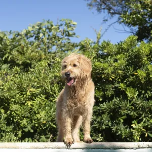 Mini Goldendoodle at the pool in summer heat Mini Goldendoodle at the pool in summer heat