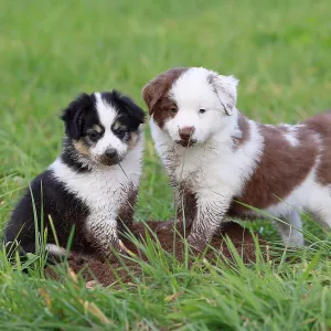 Miniature American Shepherd (Canis lupus familiaris) puppies Miniature American Shepherd (Canis lupus familiaris) puppies