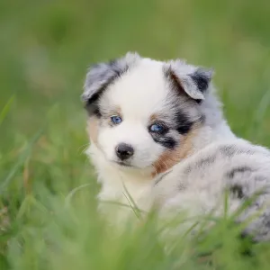 Miniature American Shepherd (Canis lupus familiaris) puppy Miniature American Shepherd (Canis lupus familiaris) puppy