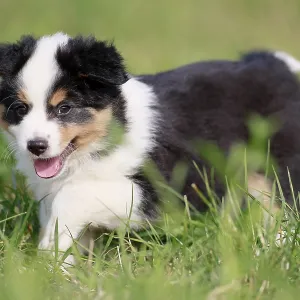 Miniature American Shepherd (Canis lupus familiaris) puppy