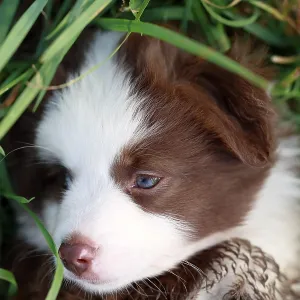 Miniature American Shepherd (Canis lupus familiaris) puppy Miniature American Shepherd (Canis lupus familiaris) puppy