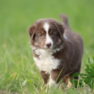 Miniature American Shepherd (Canis lupus familiaris) puppy Miniature American Shepherd (Canis lupus familiaris) puppy