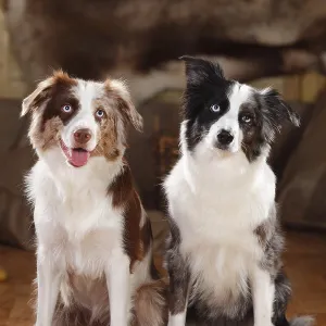 Miniature Australian Shepherds