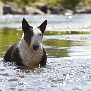 Miniature Bull Terrier cooling off in a river Miniature Bull Terrier cooling off in a river