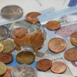 Miniature Kleinspitz figure standing on euro coins surrounded by banknotes Miniature Kleinspitz figure standing on euro coins surrounded by banknotes
