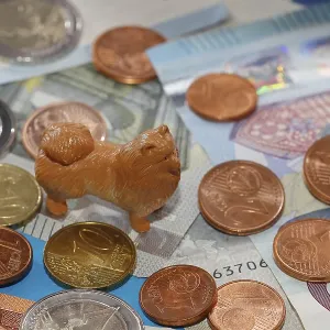 Miniature Kleinspitz figure standing on euro coins surrounded by banknotes Miniature Kleinspitz figure standing on euro coins surrounded by banknotes
