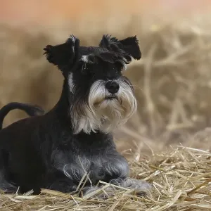 Miniature Schnauzer, Black-Silver Print Miniature Schnauzer, Black-Silver Print