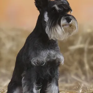 Miniature Schnauzer, Black-Silver Print